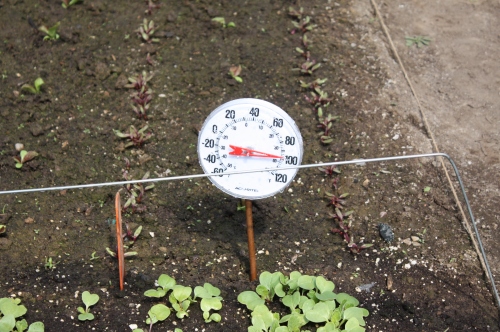 We have to keep an eye on things in the hoop house as the temperature can rise quickly.
