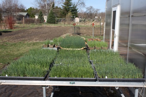 onions and leeks and shallots hardening off outside and ready to be planted next week.
