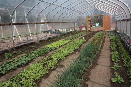 Hoop house growing strong.