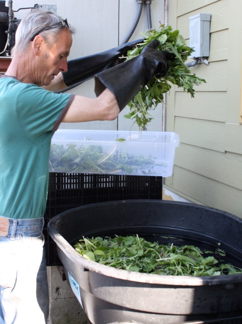 Scott double rinsing the Asian Greens at the washing station.