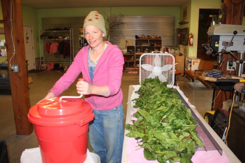 Spinning out the Spinach and then laying it out to air dry before packaging.