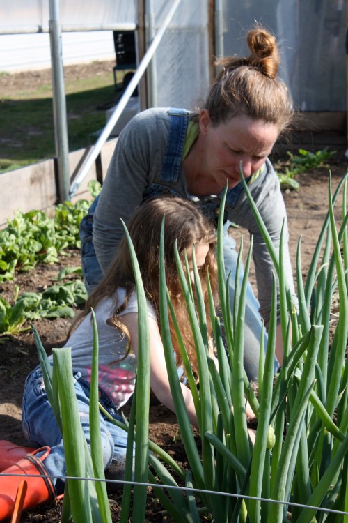 Maeve helped harvest the Onions.
