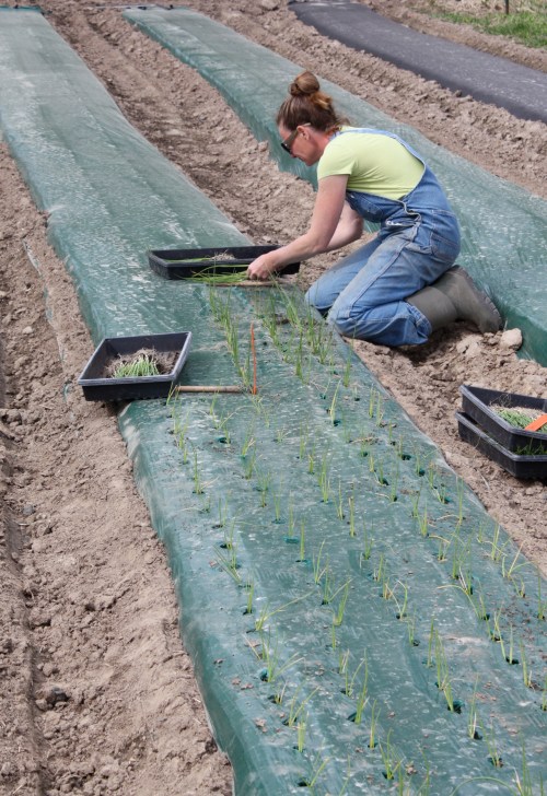 A close up of onion planting.