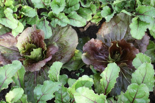 Beets and radicchio companion planted in the hoop house for future harvest....so pretty.