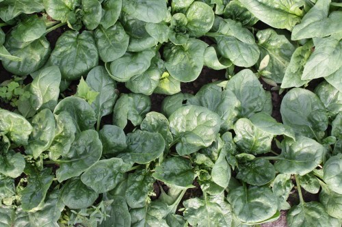 1st picking of the Spring planted Spinach.