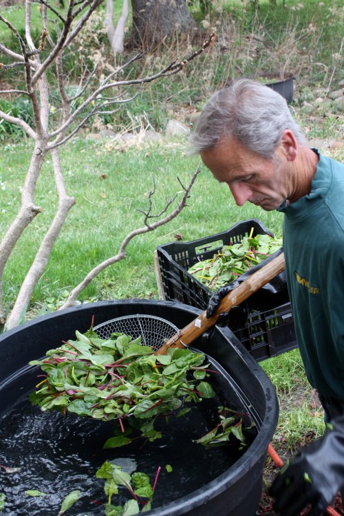 Scott washing the Beta Mix.