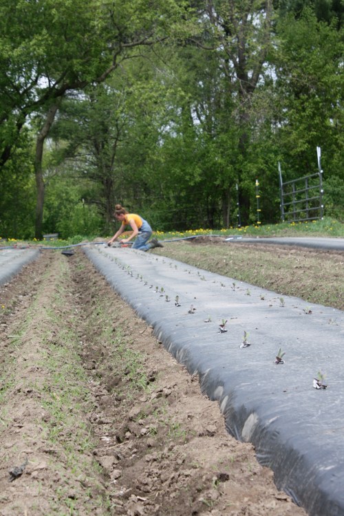 Cauliflower transplanting.