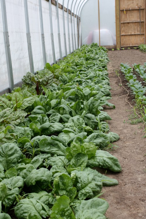 Spinach ready to pick.
