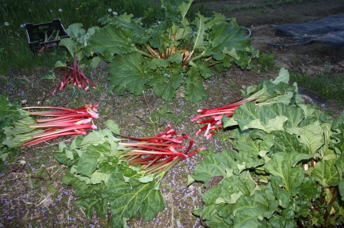 Rhubarb harvest