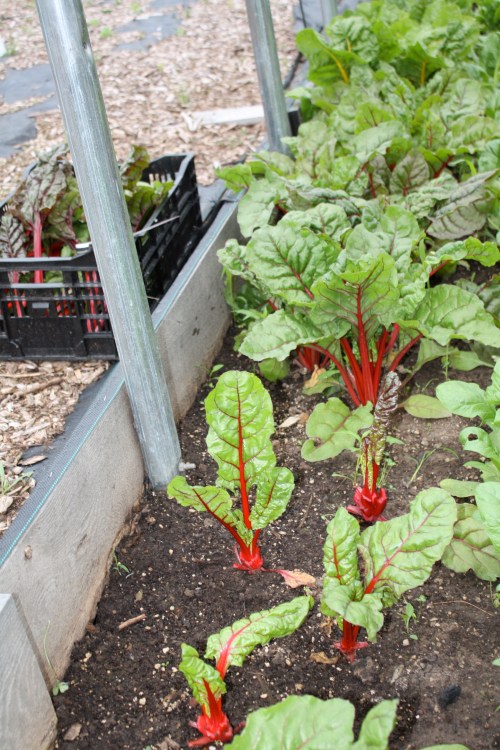 Cutting the chard.