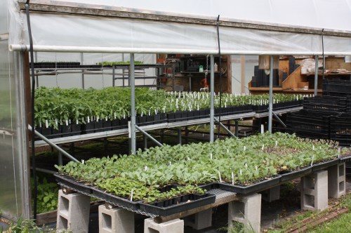 View from outside the greenhouse.