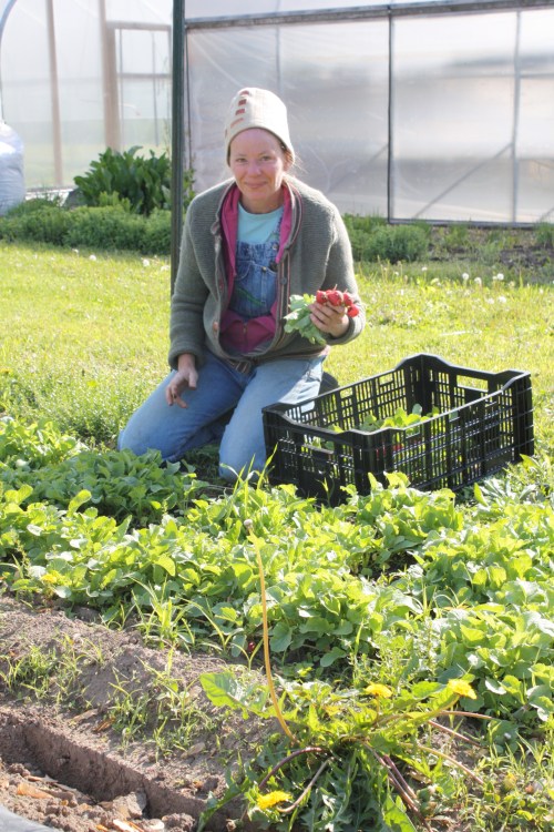 Radish harvesting.