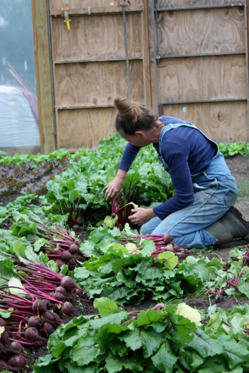 Harvesting beets.