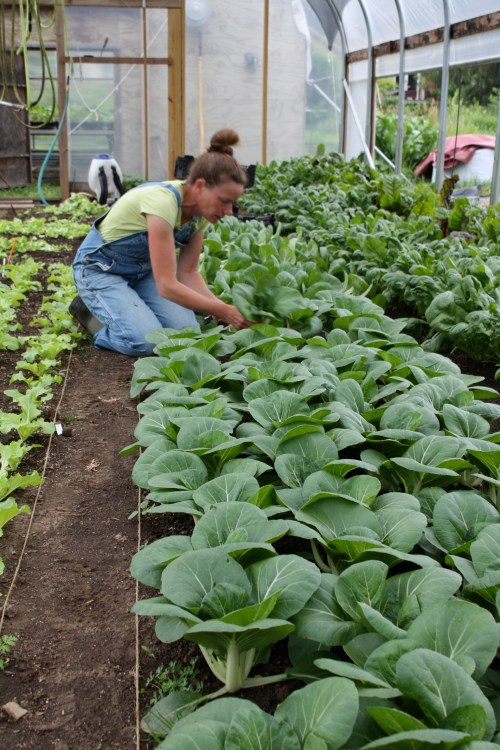 Harvesting Pac Choi from the hoop house.