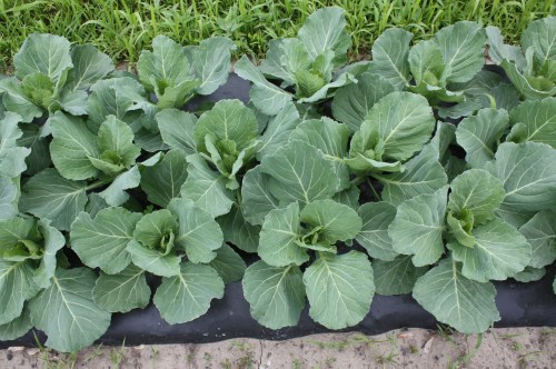 Cabbage starting to head.
