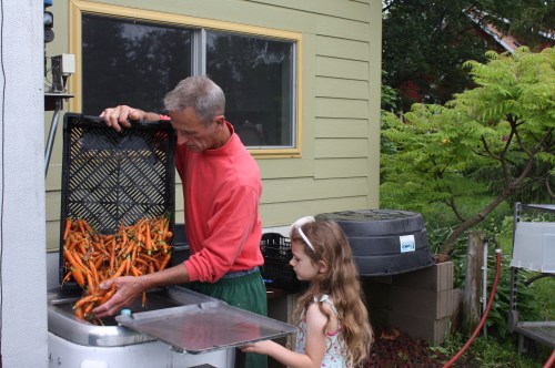 Loading the carrots into the washing machine.