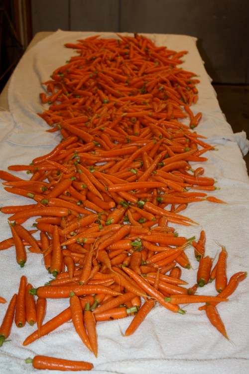 Carrots drying after they were washed.