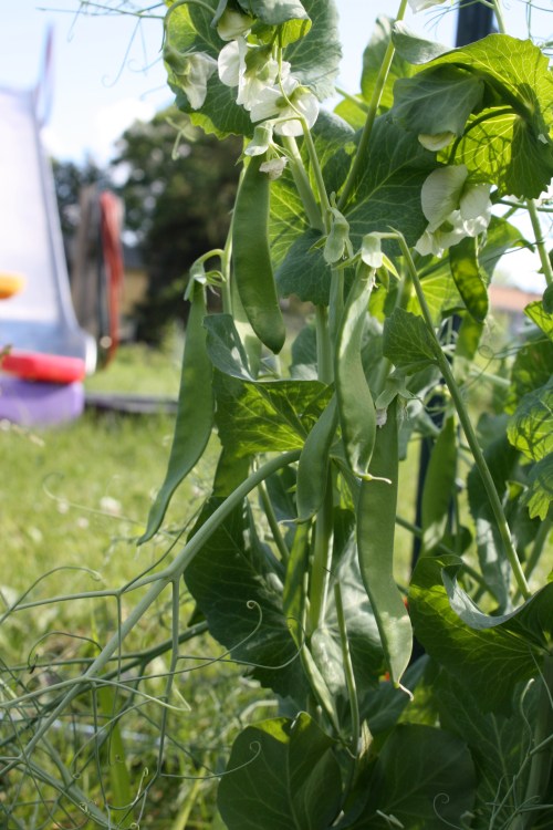 Look what is happening in the garden!