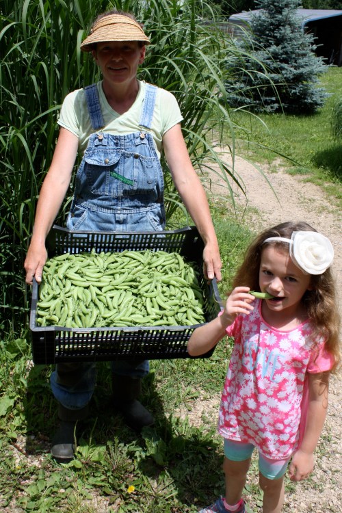 Harvest from 1/2 row sugar snap.....I know "nice visor"-I'm trying harder this year to keep the sun off my face.