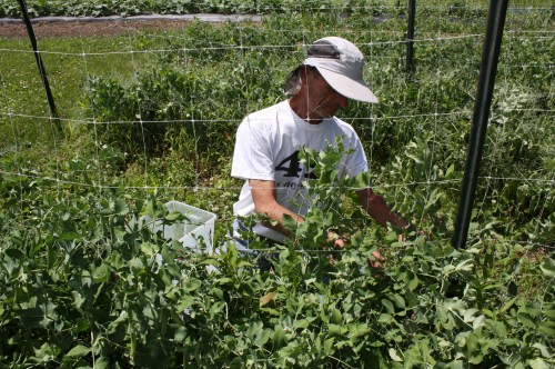 Scott picking the shorter variety of sugar snap.