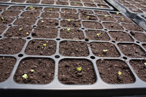 A summer pac choi that we will harvest in 45 days,  Crazy that we will be eating this in early August!