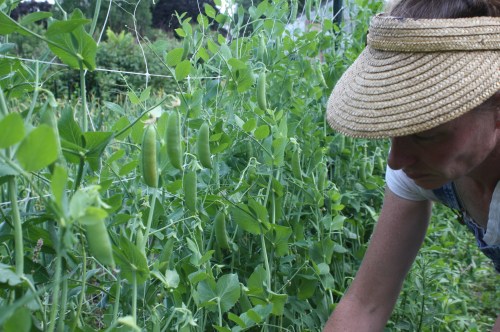 Picking the sugarsnaps.