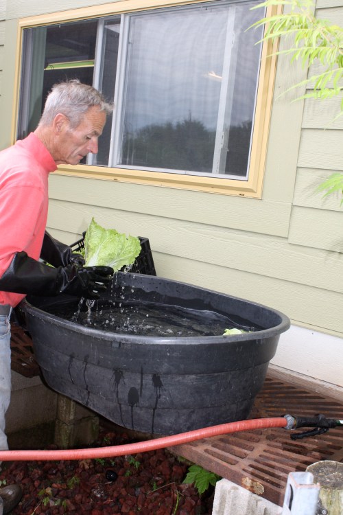 Scott double rinsing the chinese cabbage.