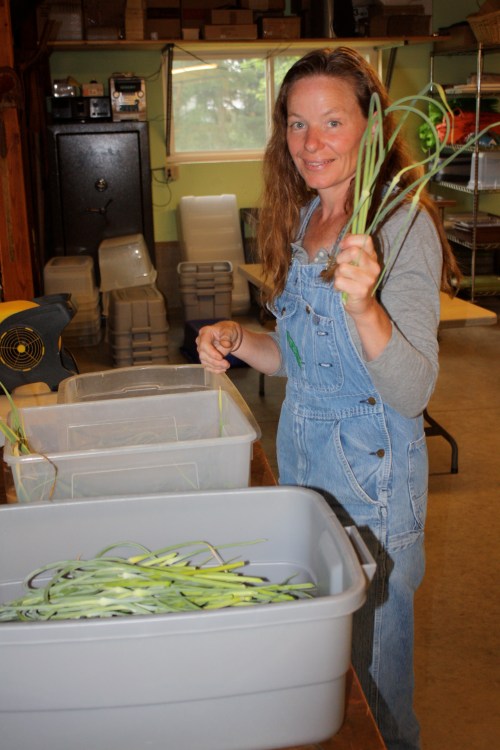 Bundling up the last harvest of the garlic scapes.