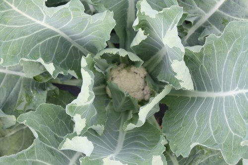 Caulflower heading up.