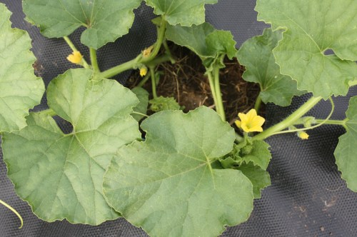 Cantalope blossoms on the vine.