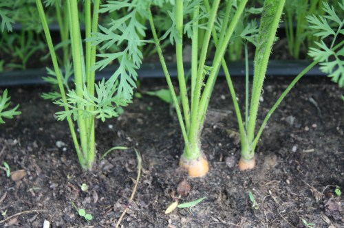 Next week's carrot harvest.