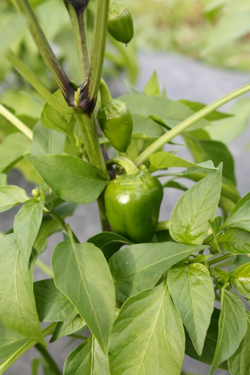 Peppers forming.