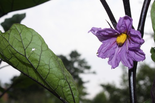 Eggplant flowering.