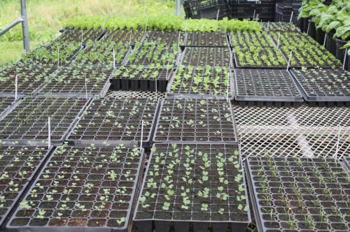 Baby transplants in the greenhouse.