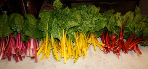 Chard washed and ready to be bundled