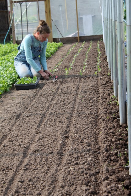 Transplanting Pac choi.