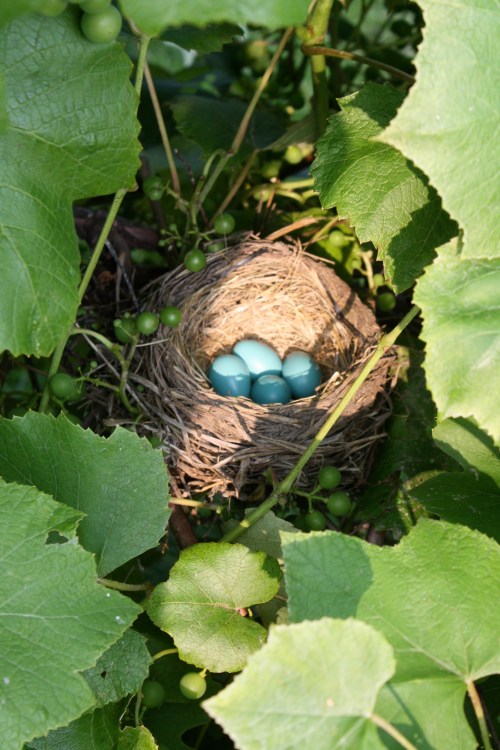 Robin's nest in the grape arbor....beautiful.