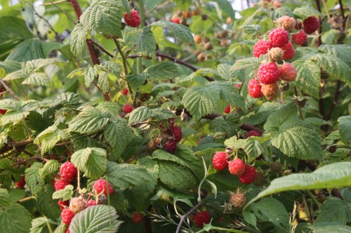 Raspberries!