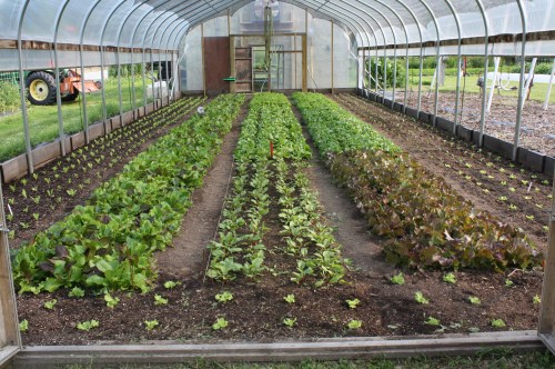 Lettuce growing in the hoop house.