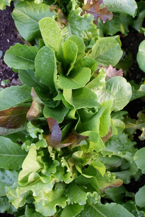 Leaf lettuce ready to be cut.