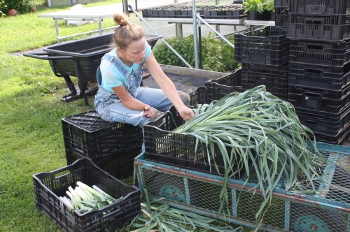 Field cleaning the leeks before washing.