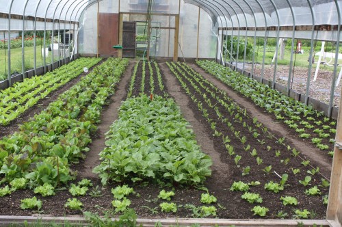 Just transplanted summer head lettuce.