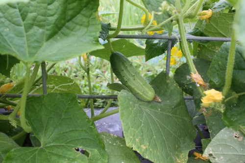 Cucumber on the vine.