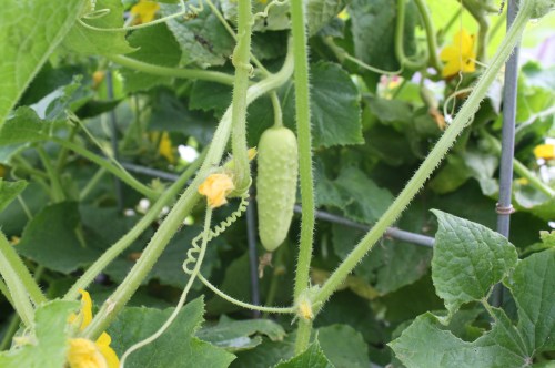 The white salt and pepper cucumber on the vine.
