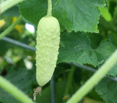 Salt and peppers cucumber.