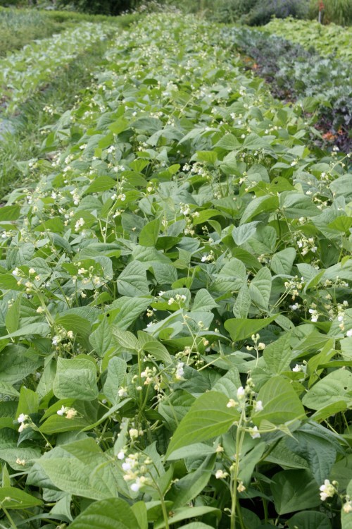 Next weeks 1st bean picking....