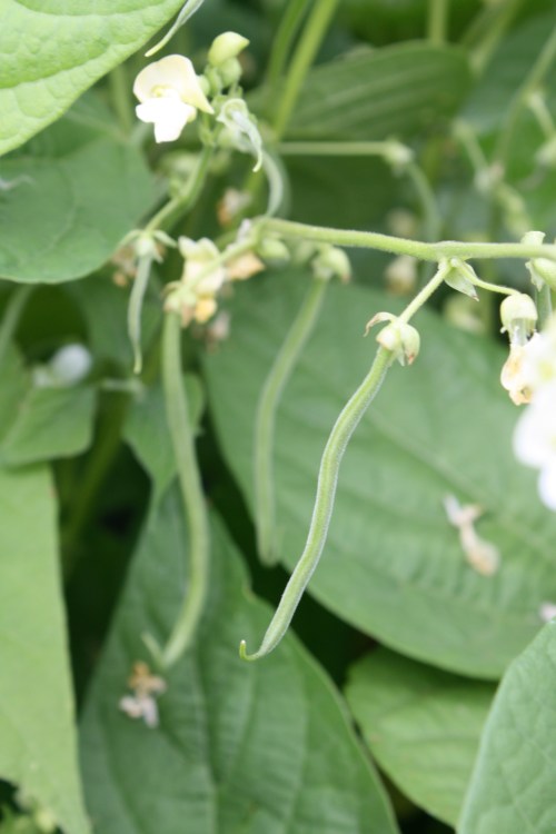 Green Beans next week!