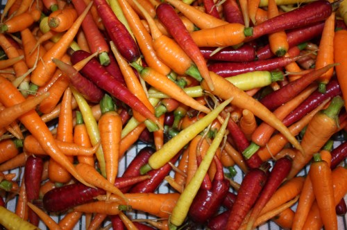 Carrot harvest after washing.