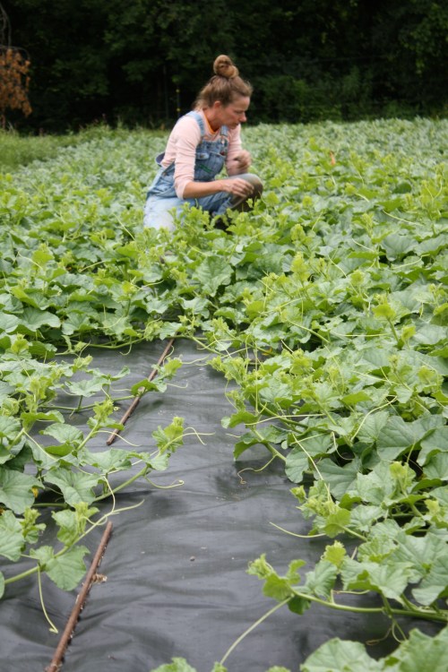 Checking out the baby melons.