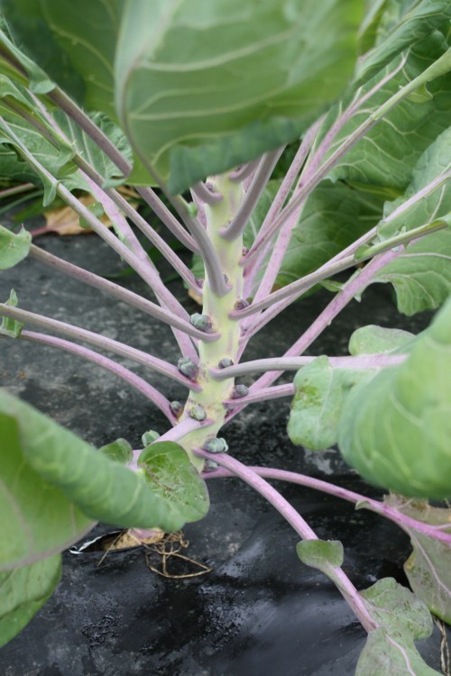 Purple Brussels Sprouts starting to head.